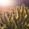 آبل هاتف تجريبي 101 - Image 1